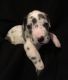 Great Dane Puppies for sale in Newport, PA 17074, USA. price: $1,400