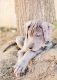 Great Dane Puppies for sale in Wofford Heights, CA 93285, USA. price: $300