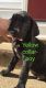 Great Dane Puppies for sale in Fort Worth, TX, USA. price: NA