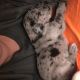 Great Dane Puppies for sale in KY-92, Williamsburg, KY 40769, USA. price: NA