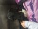 Great Dane Puppies for sale in Sterling Heights, MI, USA. price: $500