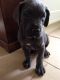 Great Dane Puppies for sale in Lansing, MI, USA. price: NA