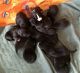 Great Dane Puppies for sale in Rural Hall, NC, USA. price: NA
