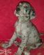 Great Dane Puppies for sale in Mill Creek, WV 26280, USA. price: NA