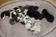 Great Dane Puppies for sale in Walstonburg, NC 27888, USA. price: $1,000