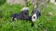 Great Dane Puppies for sale in Redlands, CA, USA. price: NA