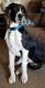 Great Dane Puppies for sale in Middletown, OH, USA. price: $1,500