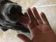 Great Dane Puppies for sale in Buda, TX 78610, USA. price: NA