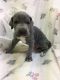 Great Dane Puppies for sale in Athens, GA, USA. price: NA