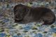 Great Dane Puppies for sale in Walstonburg, NC 27888, USA. price: NA