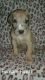 Great Dane Puppies for sale in Kinston, NC, USA. price: $800