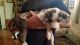 Great Dane Puppies for sale in South Lake Tahoe, CA 96150, USA. price: NA