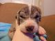 Great Dane Puppies for sale in Dunlap, TN 37327, USA. price: NA