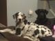 Great Dane Puppies for sale in Cañon City, CO 81212, USA. price: NA