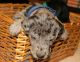 Great Dane Puppies for sale in Frenchburg, KY, USA. price: NA