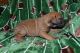 Great Dane Puppies for sale in Hays, NC, USA. price: NA