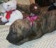 Great Dane Puppies for sale in Fort Wayne, IN, USA. price: NA