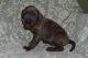 Great Dane Puppies for sale in Hays, NC, USA. price: NA