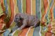 Great Dane Puppies for sale in Mio, MI 48647, USA. price: NA