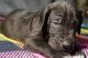Great Dane Puppies for sale in Newton Cir, Conroe, TX 77303, USA. price: NA