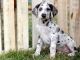 Great Dane Puppies for sale in Columbus, OH, USA. price: $750