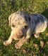 Great Dane Puppies for sale in Nashville, AR 71852, USA. price: $1,000