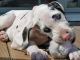 Great Dane Puppies for sale in MD-355, Bethesda, MD, USA. price: NA