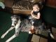 Great Dane Puppies for sale in Carlisle, OH, USA. price: NA