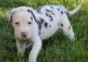 Great Dane Puppies for sale in Mountain View, CA, USA. price: NA
