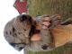 Great Dane Puppies for sale in Henagar, AL, USA. price: NA