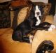 Great Dane Puppies for sale in Arlington, TX, USA. price: NA