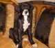 Great Dane Puppies for sale in Arlington, TX, USA. price: $500