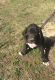 Great Dane Puppies for sale in Ellerbe, NC 28338, USA. price: NA