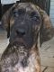 Great Dane Puppies for sale in Jefferson Township, OH, USA. price: $900