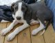 Great Dane Puppies for sale in Aiken, SC, USA. price: NA