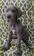 Great Dane Puppies for sale in Cocoa, FL, USA. price: NA