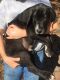 Great Dane Puppies for sale in Marion, IN, USA. price: NA