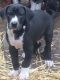 Great Dane Puppies for sale in Tacoma, WA, USA. price: $600