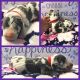 Great Dane Puppies for sale in Fayetteville, NC 28312, USA. price: $1,550