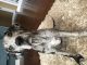 Great Dane Puppies for sale in Lancaster, SC 29720, USA. price: NA