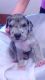 Great Dane Puppies for sale in Denison, TX 75021, USA. price: NA