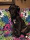 Great Dane Puppies for sale in London, KY, USA. price: NA