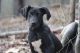 Great Dane Puppies for sale in Jasper, AL, USA. price: NA