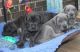 Great Dane Puppies for sale in Arkansas County, AR, USA. price: NA