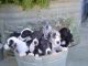 Great Dane Puppies for sale in 58503 Rd 225, North Fork, CA 93643, USA. price: NA