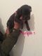 Great Dane Puppies for sale in Ohio City, Cleveland, OH, USA. price: NA