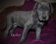 Great Dane Puppies for sale in LaFollette, TN 37766, USA. price: NA