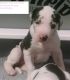 Great Dane Puppies for sale in Sheridan, AR 72150, USA. price: $1,200