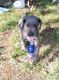 Great Dane Puppies for sale in Coleman, TX 76834, USA. price: NA