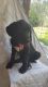 Great Dane Puppies for sale in Gadsden, AL, USA. price: NA